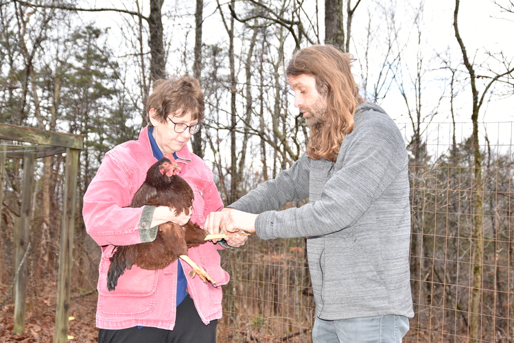 chicken-leg-bands
